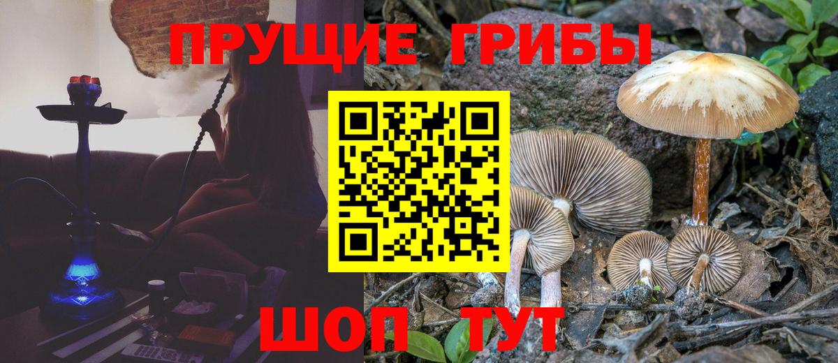 Псилоцибиновые грибы Psilocybe Полысаево